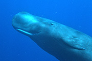 Sperm Whale in Dominica