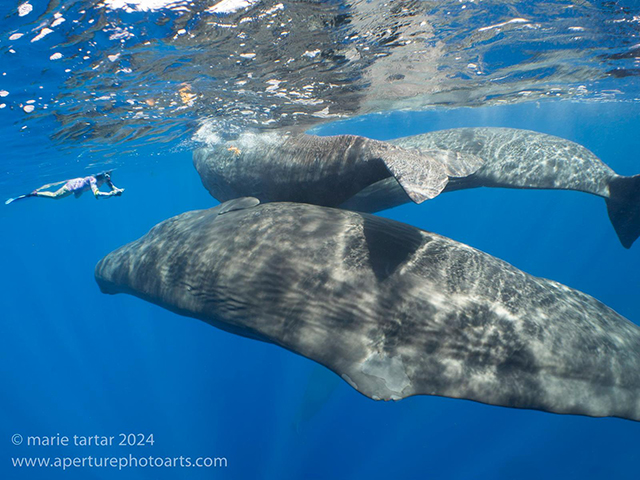 Cindi and sperm whales