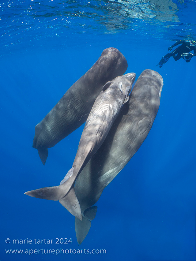 sperm whales in Dominica