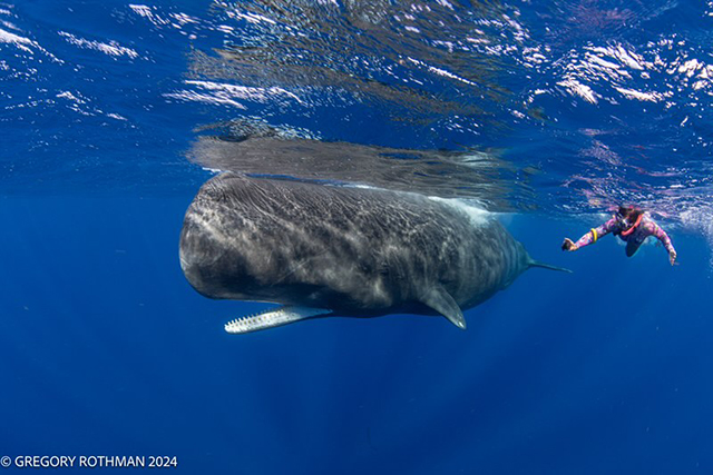 Cindi with sperm whale