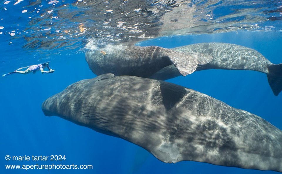 Sperm Whales Snorkel Trip - Dominica January 3-10 2024 Trip Report