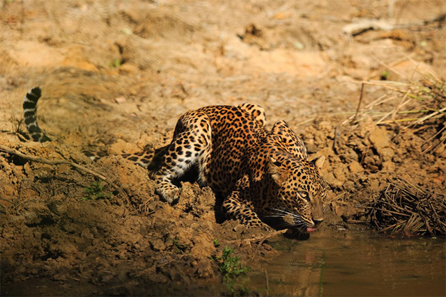 Leopard in Yala National Park, Sri Lanka