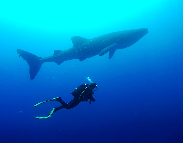 Whale shark at St Helena Island