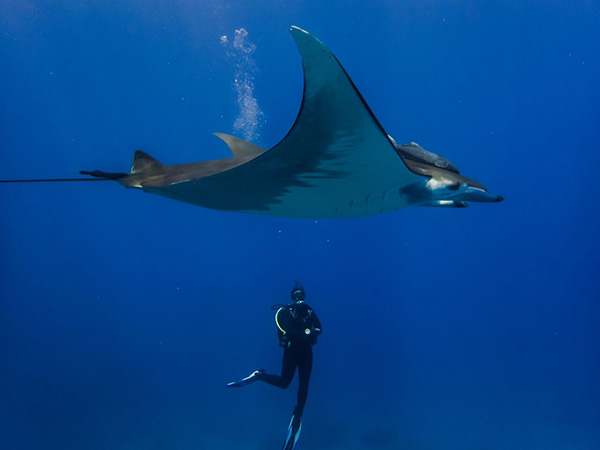 Manta Ray at St Helena Island