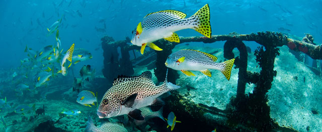 M/Y Stella Maris Explorer - Philippines Liveaboards - Dive Discovery Philippines