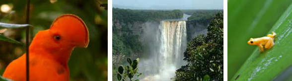 Cock-of-therock, Kaieteur Falls