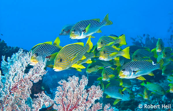 Sweetlips - Dive Komodo, Indonesia