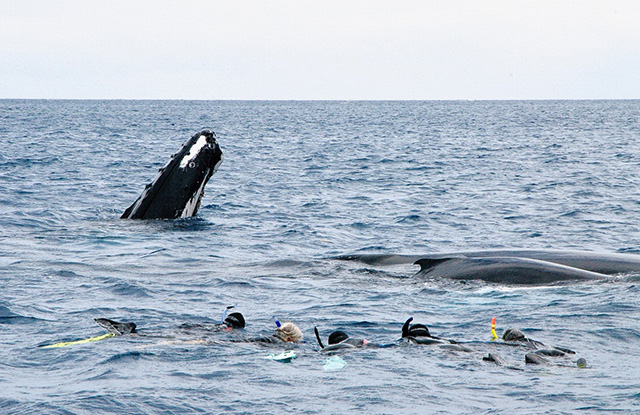 Swim With Humpback Whales, Dominican Republic - Dive Discovery