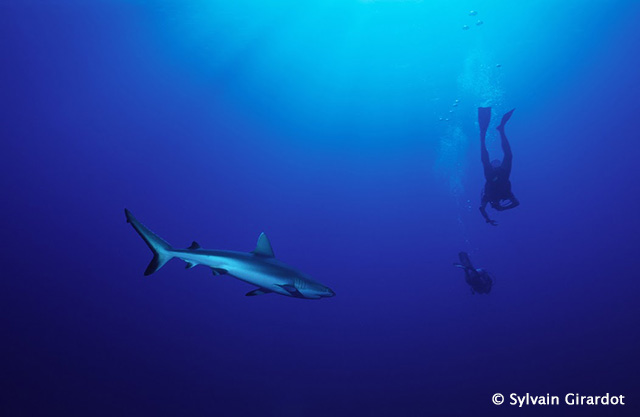 Free diving with sharks