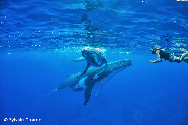 Snorkeling with humpback whales