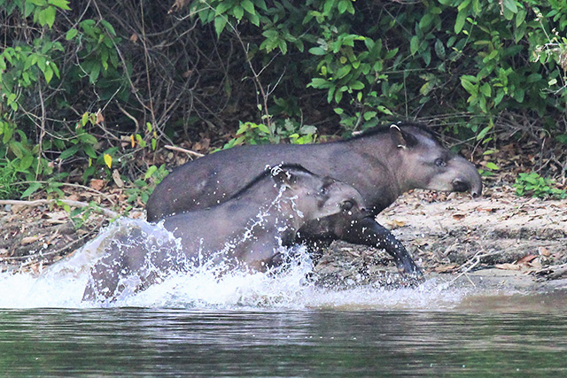 Tapir in Brazil