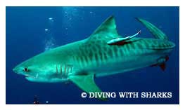 Tiger Sharks - Shark Diving in South Africa
