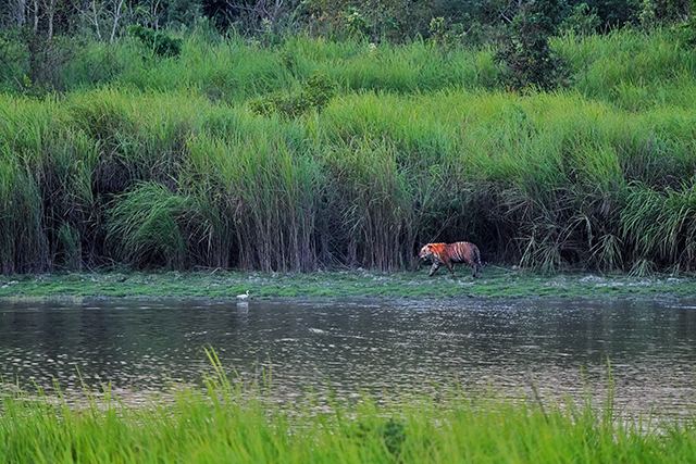 Tiger in India