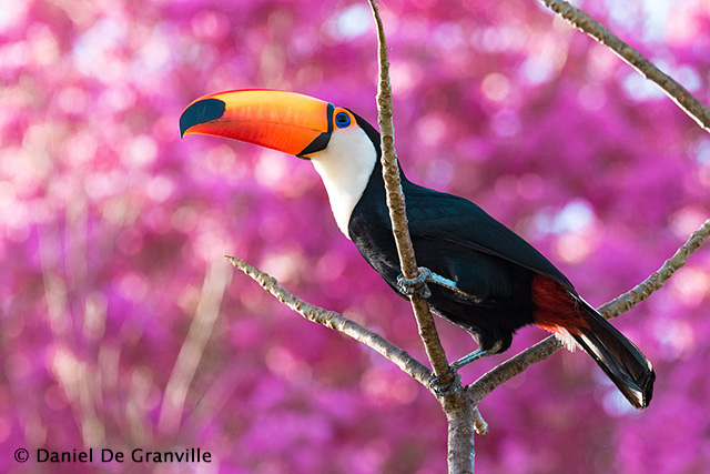 Toco Toucan - Pantanal, Brazil