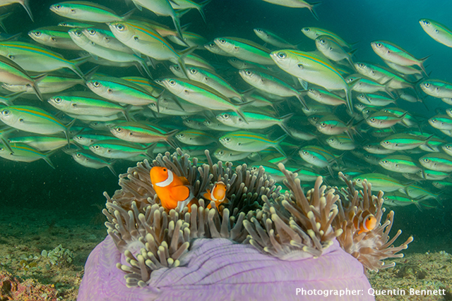 Triton Bay underwater Photo by Quentin Bennett