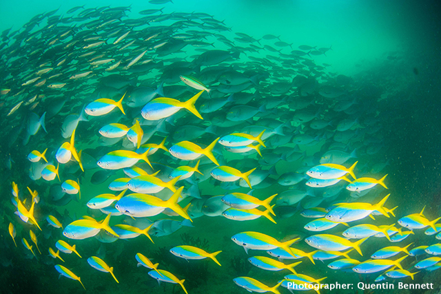 Triton Bay underwater Photo by Quentin Bennett