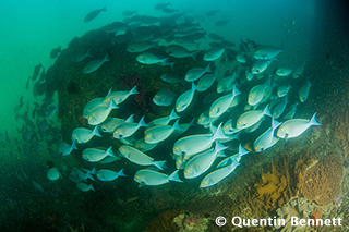 Triton Bay underwater Photo by Quentin Bennett