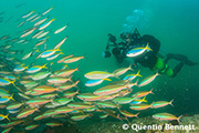 Scuba diving the Forgotten Islands to Triton Bay aboard Damai I, May 13-24, 2017 Trip Report