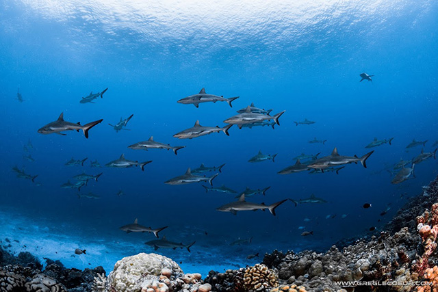 Sharks - The Best Diving in Tuamotos