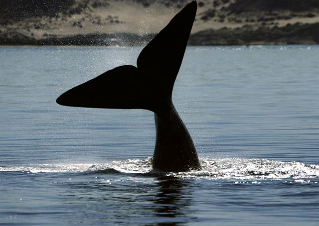 Valdes Peninsula - Argentina - Dive Discovery