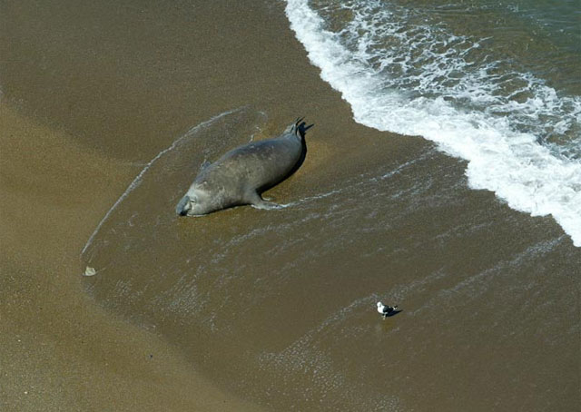 Valdes Peninsula - Argentina - Dive Discovery