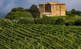 Vineyard in Tuscany