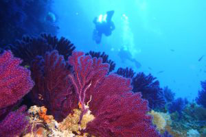 Underwater in Vodnjak