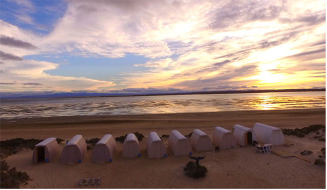 Camp/Tent - Gray Whale Watching at Laguna Ojo de Liebre, Mexico