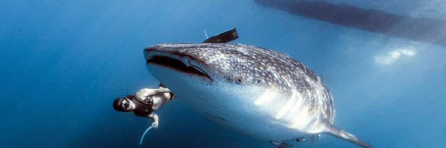Whale Shark Cruise in Djibouti, 8 Days / 7 Nights