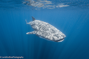 Whale shark in Lapaz, Mexico