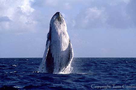 Humpback Whales of the Silver Bank Expedition, Dominican Republic - Dive Discovery