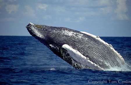 Humpback Whales of the Silver Bank Expedition, Dominican Republic - Dive Discovery