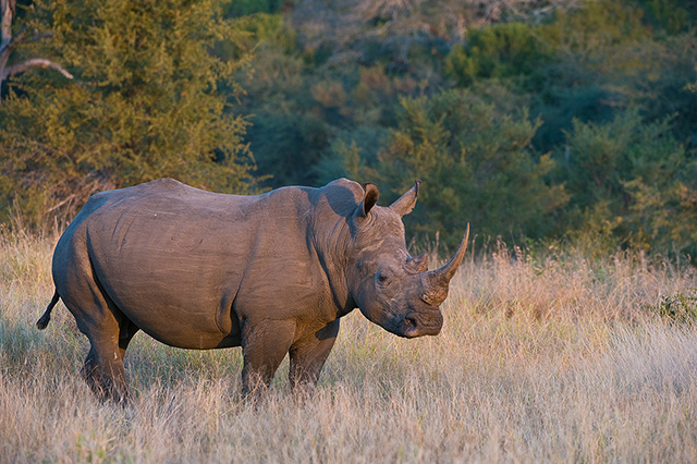 White Rhino