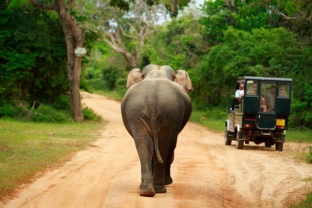 Elephant at Yala National Park