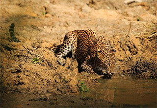 Yala National Park