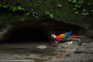 Parrot - 4 Days / 3 Nights Yasuni Birdwatching Tour - Ecuador Tour Packages - Dive Discovery