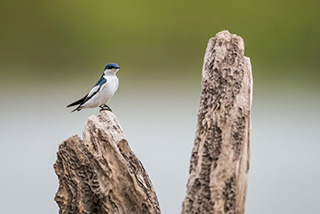 4 Days / 3 Nights Yasuni Birdwatching Tour - Ecuador Tour Packages - Dive Discovery