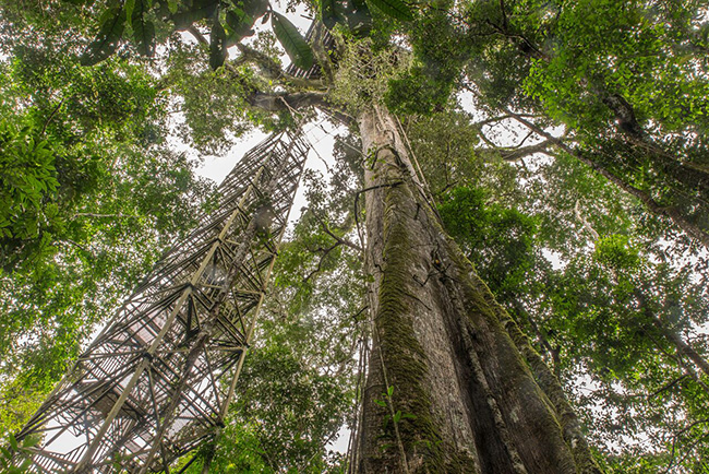 observation tower - 4 Days / 3 Nights Tour on Yasuni - Ecuador Tour Packages - Dive Discovery