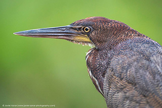 Bird watching - 4 Days / 3 Nights Tour on Yasuni - Ecuador Tour Packages - Dive Discovery