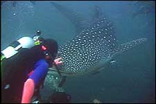 Anggun Whale Shark