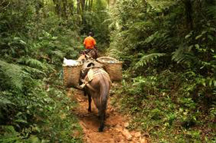 Atlantic Forest, Brazil