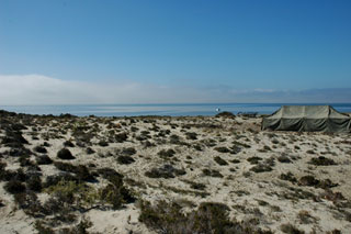 5 Day Gray Whale Watching & Camping, March 23 - 27 2014 Group Trip | Dive Discovery