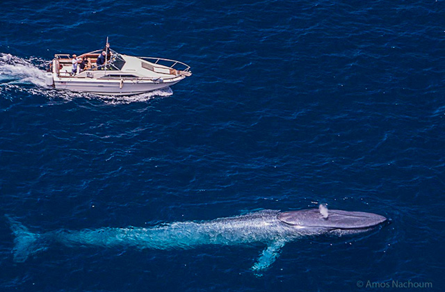 Blue Whale, coast of California - Big Animals Expeditions with Amos Nachoum  - Dive Discovery