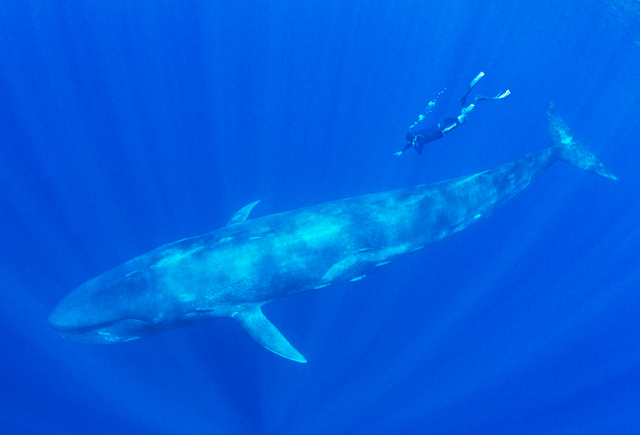 Blue Whales, Sri Lanka - Big Animals Expeditions with Amos Nachoum - Dive  Discovery