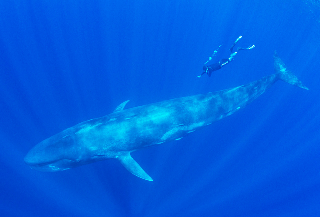 Blue Whales, Sri Lanka - Big Animals Expeditions with Amos Nachoum  - Dive Discovery