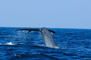 Whale watching from Mirissa