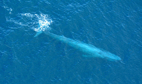 Blue Whale