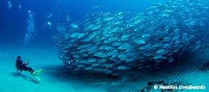 Cabo Pulmo Sample Itinerary - Sea of Cortes, Mexico - Dive Discovery