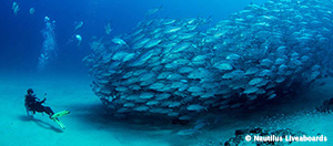 Cabo Pulmo Sample Itinerary - Sea of Cortes, Mexico - Dive Discovery