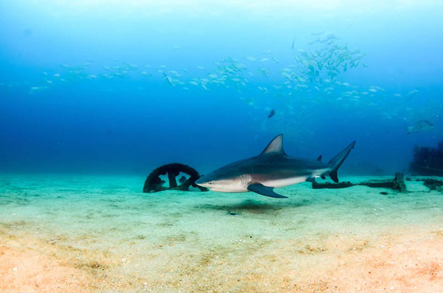 Shark at Cabo Pulmo